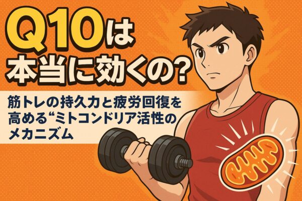Q10は本当に効くのか？筋トレの持久力と疲労回復を高める“ミトコンドリア活性”のメカニズム
