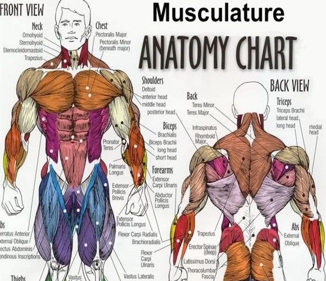 【解剖学講座 Vol.4】筋肉の起始・停止を意識すれば筋トレはもっと楽しく上手くなる。